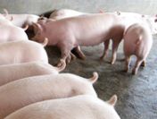 Ukraina. Skup zywca 6 zl/kg, chow tucznikow. Chlewnie, gospodarstwo rolne