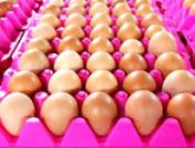 Ukraina. Jaja kurze dietyczne od 1,7zl opakowanie 10szt. Swieze biale,brazowe