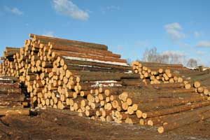 Drewno opalowe 15 zl/m3, zrzyny tartaczne 4 zl/m3 + wszystko z branzy drzewnej Kijow - Zdjęcie 1