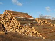 Ukraina.Trociny drzewne 4 zl/m3.Linie do produkcji europalet,desek,elementow