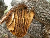 Ukraina.Miod 6 zl/kg.Pozyskujemy ziolomiody,propolis,wosk.Gospodarstwa