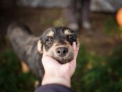 Karo – sznaucerowaty chłopak do pilnej adopcji!