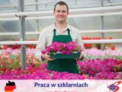 Praca w szklarniach NIEMCY