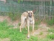 Malina - sunia w typie BELGA szuka doświadczonego domu