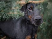 Fado - terrier z krwi i kości szuka aktywnego domu!