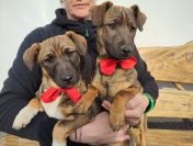 Kajmak i Cukierek - 6 miesięczni chłopcy do adopcji!