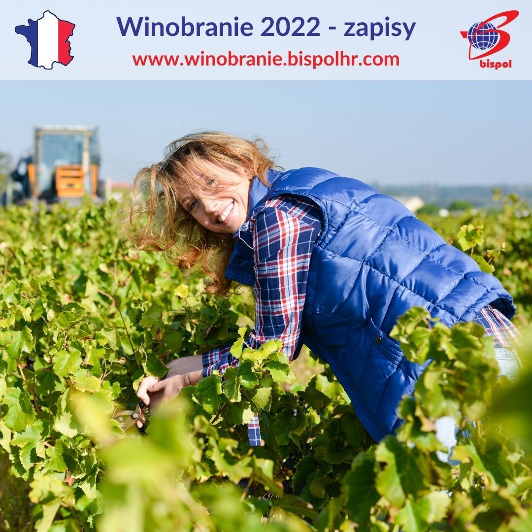 Winobranie Francja 2022  - Zdjęcie 1