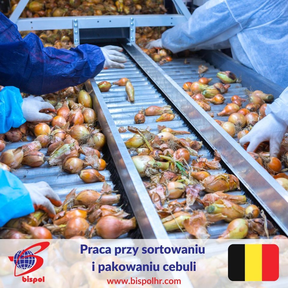 Pakowanie i sortowanie cebuli - Belgia  - Zdjęcie 1