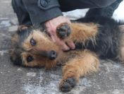 Młoda, terrierkowata Aria, wpatrzona w człowieka!
