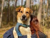 Szukasz psiaka, który rozweseli każdy dzień? Adoptuj Chestera!