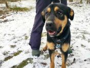 Rotti - zakochany w człowieku, młodziutki słodziak!