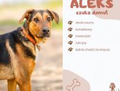 Aleks - pies, który jest gotów podbić z Tobą świat!