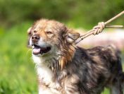 Młodziutki Aslan, cudowny, przyjazny psiak szuka domu!