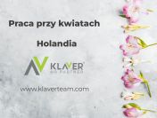 Praca w Holandii przy kwiatach - bez doświadczenia i języka!
