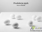 Praca za granicą- Produkcja jajek- Holandia