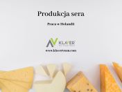 Praca w Holandii- Produkcja sera- od zaraz