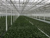 Praca w Holandii na szklarniach, halach, produkcji i więcej