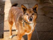 Lisia - całe życie niepotrzebna...Kochana suczka do adopcji