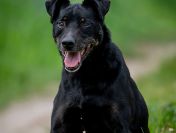 Kuba - spokojny, zrównoważony psiak szuka domu!