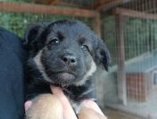 Sali - 8 tygodniowa, wesoła sunia SZCZENIAK adopcja