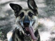 Horaś - ideał z klapniętym uszkiem szuka domu!