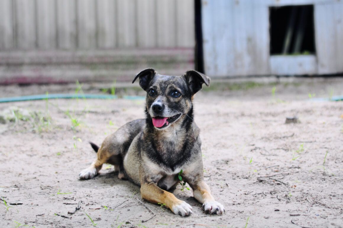 Niewielki Burek szuka domu tymczasowego!  - Zdjęcie 1