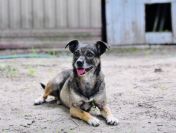 Niewielki Burek szuka domu tymczasowego!