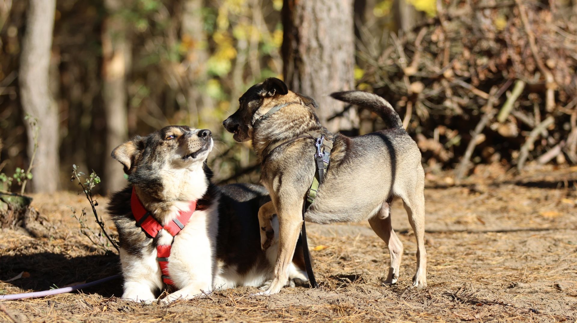 Niewielki Burek szuka domu tymczasowego!  - Obraz nr 2