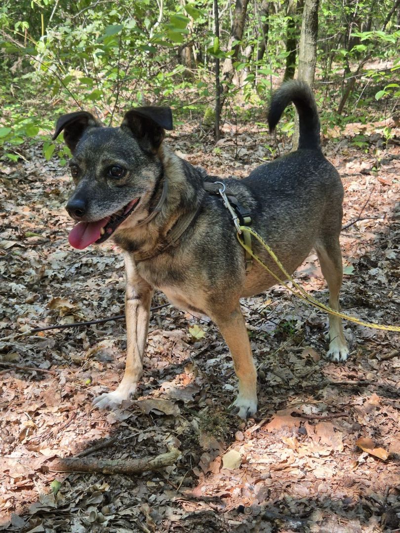 Niewielki Burek szuka domu tymczasowego!  - Obraz nr 3