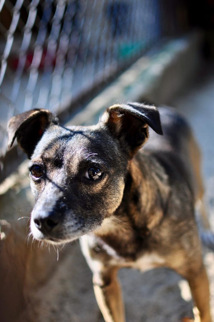 Niewielki Burek szuka domu tymczasowego!  - Obraz nr 4