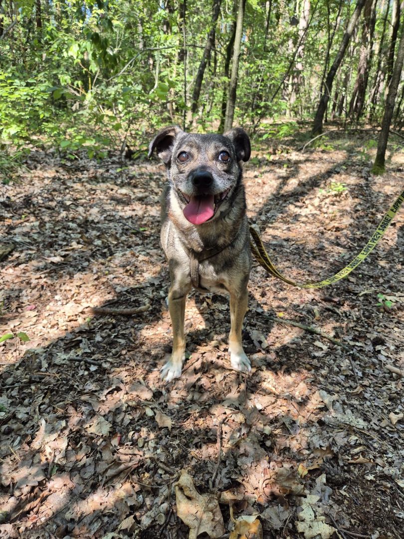 Niewielki Burek szuka domu tymczasowego!  - Obraz nr 5