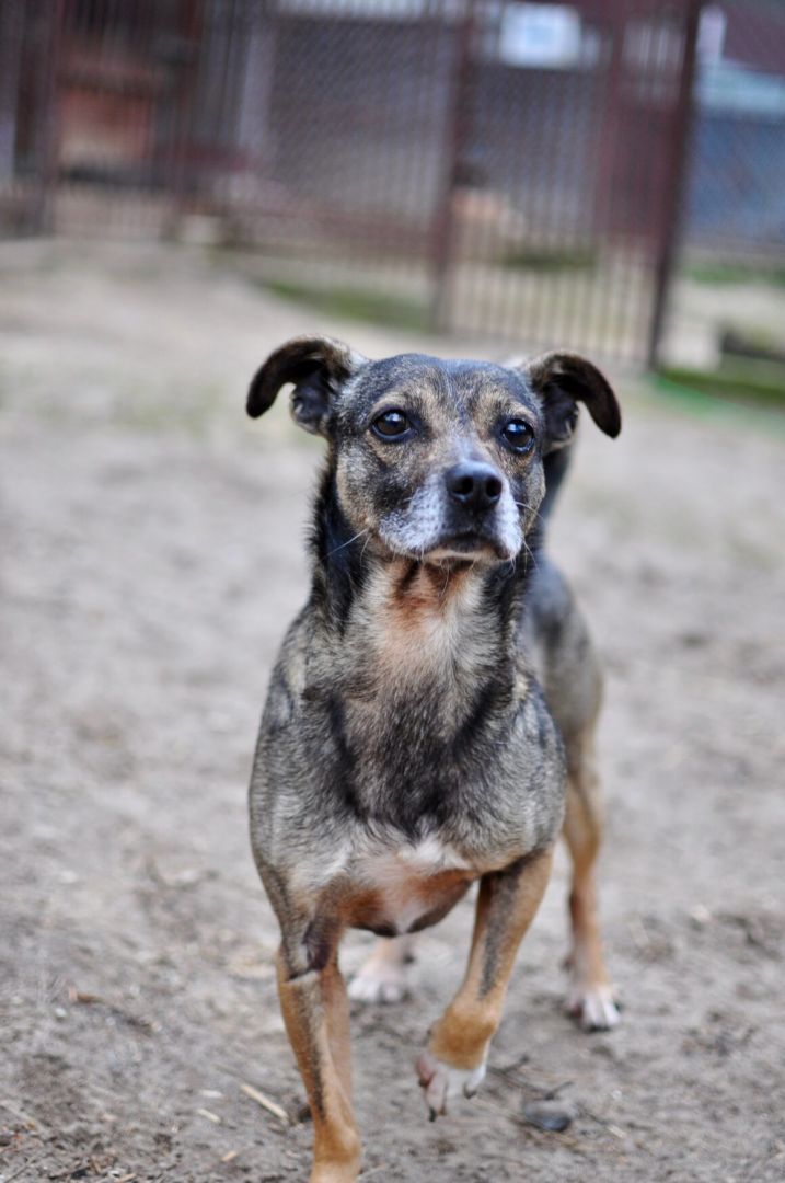 Niewielki Burek szuka domu tymczasowego!  - Obraz nr 6