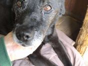 Devo i Devi, łagodne delikatne psiaki do adopcji!