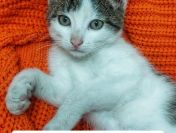 8 tygodniowy kotek Orzeszek PILNIE szuka domu!