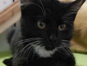 Sawa - 4 miesięczna koteczka szuka domu!