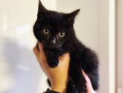 DOSIA - mała, nieśmiała kocia piękność szuka domu!