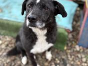 Wania - cudowny, ciepły, kochany psiak!