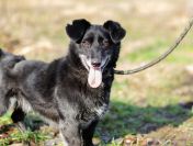 Nieduży Patyk, wesoły, pełen energii psiak!