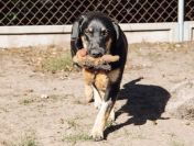 Fryc - młodziutki, wesoły, kochający człowieka!