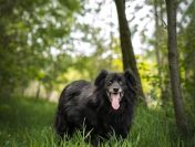 Piękny Leopold, uratuj go zza krat!