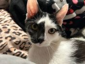 Lucek - domowy kociak, totalny słodziak szuka domu!