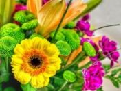 Praca przy kwiatach w HOLANDII Wyjazd na ok. 2 tygodnie!