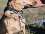 Snikers - kot w ciele psa szuka domu!