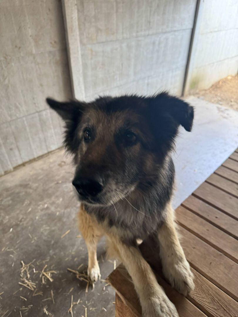 Aron - kochany, przyjazny owczarek szuka domu!  - Zdjęcie 1