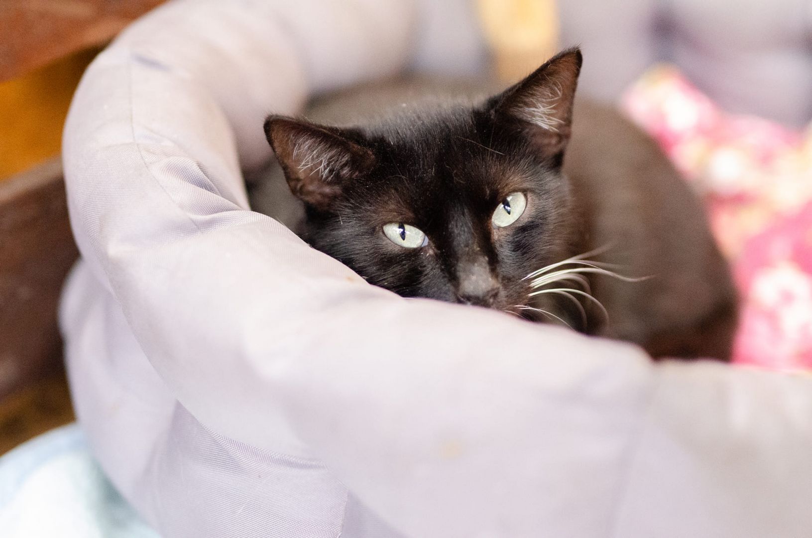 Bryś - wspaniały, delikatny kotek szuka domu!  - Zdjęcie 1