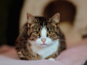 Marzenka - cudowna koteczka bez szans na dom...