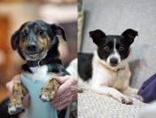 Dwie nakolankowe, domowe, wesołe sunieczki!