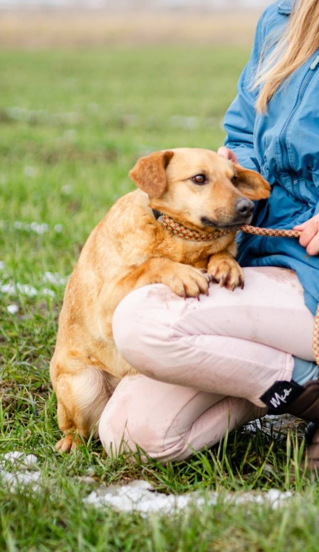 Delikatny Rudzik, oaza łagodności do pokochania!  - Zdjęcie 1