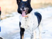 Łatek - inteligentny, radosny, kochający człowieka