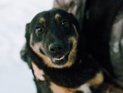 Red - cudowny, zwykły pies o niezwykłym sercu